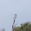 Black-shouldered kite