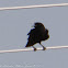 Carrio Crow; Corneja Negra