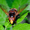 Hornet mimic hoverfly, Mosca de las flores