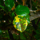 Dying Leaf of a Climbing Rose