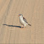 Pygmy Falcon