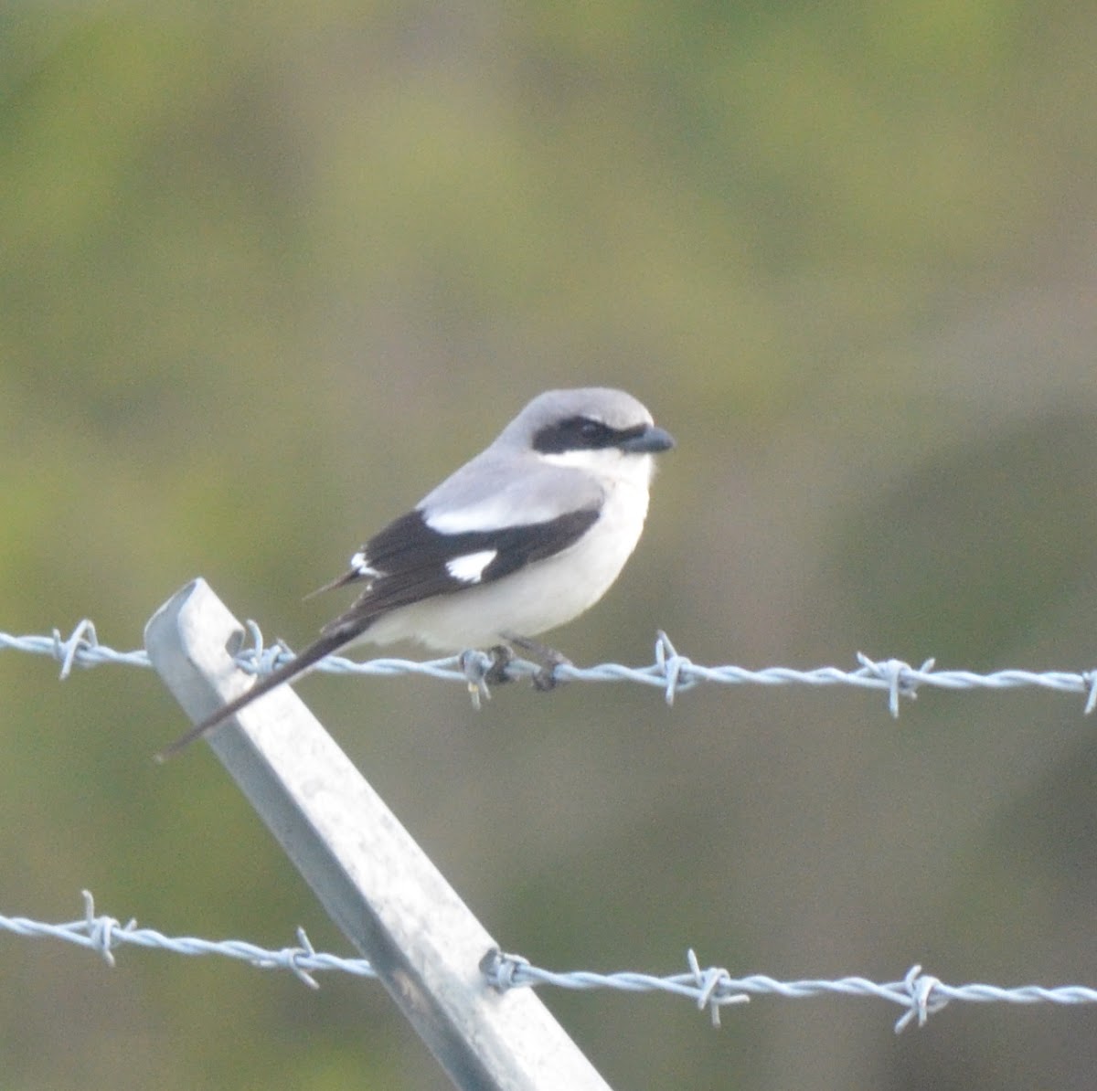 LOGGERHEAD SHRIKE