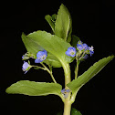 European speedwell