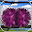 Flimsy Logic Download on Windows