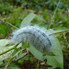 Stinging Nettle Slug Caterpillar (Cup Moth)