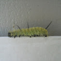 American Dagger Moth caterpillar