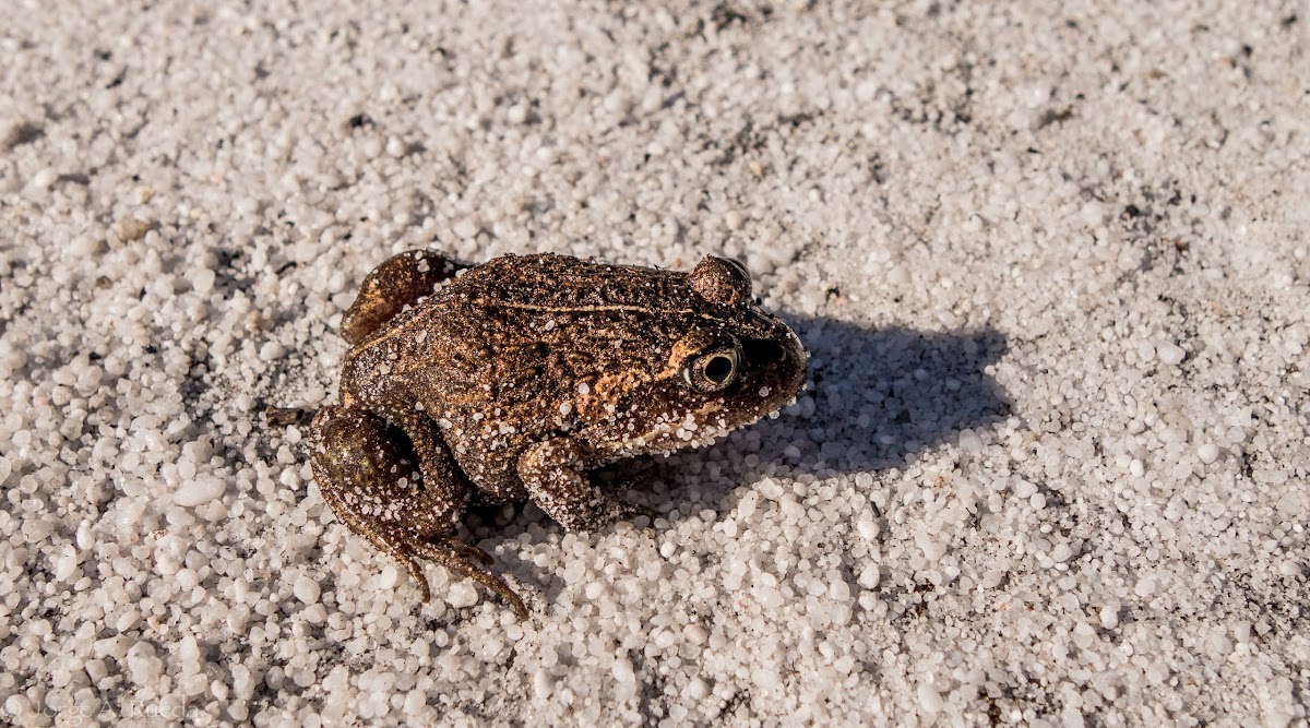 Eastern Banjo Frog, Pobblebonk