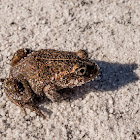 Eastern Banjo Frog, Pobblebonk
