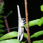 Twig Snout Bug or Lantern Bug