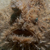 Hairy Frogfish