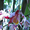 Orquídea Papilionanthe