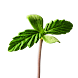 Garden of Weeden Widget icon