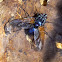 Large Tachinid fly (♂)