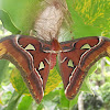 Attacus atlas