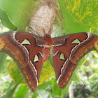 Attacus atlas