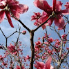 Magnolia (Red/Pink)