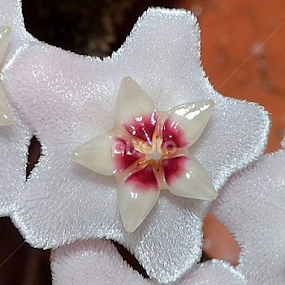 Hoya  flower by Richard Booysen - Flowers Single Flower