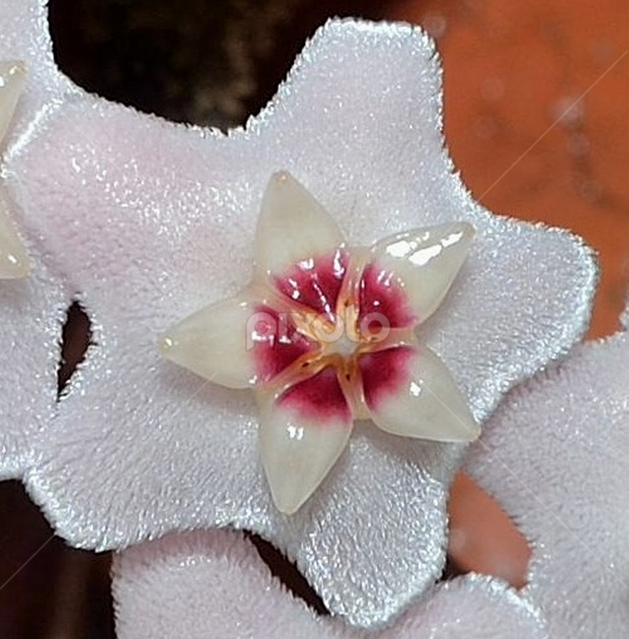 Hoya  flower by Richard Booysen - Flowers Single Flower