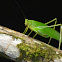 Katydid