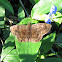 Pellicia Skipper