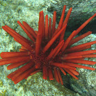 Pencil urchin