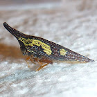 Treehopper