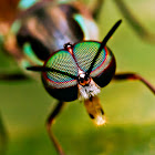 Soldier Fly