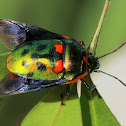 Jewel bug wing display