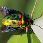 Jewel bug wing display