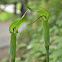 Jacquemont's Cobra Lily
