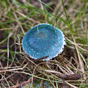 blue roundhead fungus