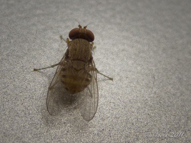 Brown Fly