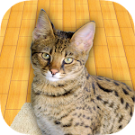 Cover Image of Unduh Pet The Cat 1.0 APK