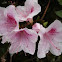 Pink Azalea