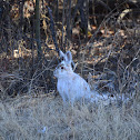 Snow-shoe hare
