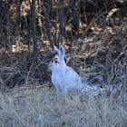 Snow-shoe hare