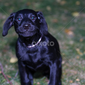 Brax training by Keith Bryant - Animals - Dogs Portraits