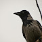 hooded crow