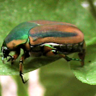 Beetle - Green June Beetle (June Bug)