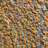 Crustose sp. lichen
