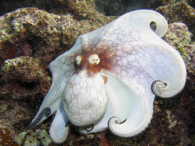 The Caribbean octopus off the Cobalt Coast of Grand Cayman Island.