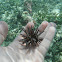 Slate-Pencil Urchin