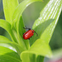 Red Lilly Beetle