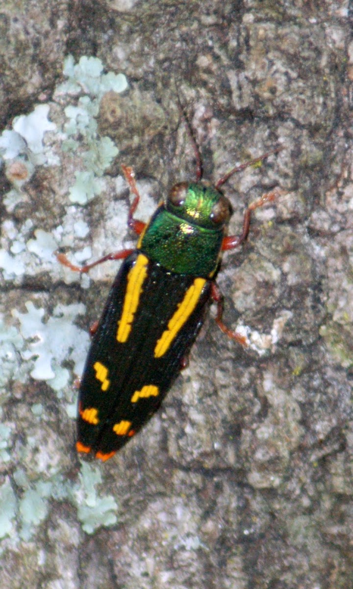 Red-legged Buprestis Beetle