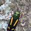 Red-legged Buprestis Beetle