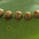 Emperor gum moth eggs