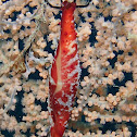 Rosy Spindle Cowrie