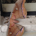 Adult Polyphemus Moth