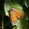 Orange and black tiger moth