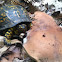 Turtle eating bitter bolete